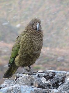 kea