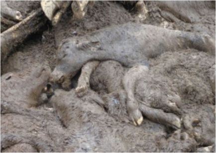 Dead calves