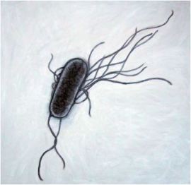 e.coli