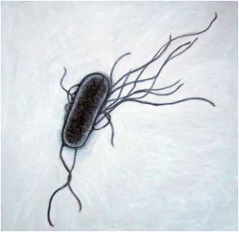 e.coli