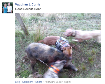 Pig dogs rip into a wild boar