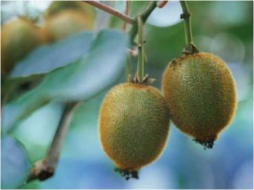Kiwi fruits are a Chinese import. NZ has much to be grateful for.