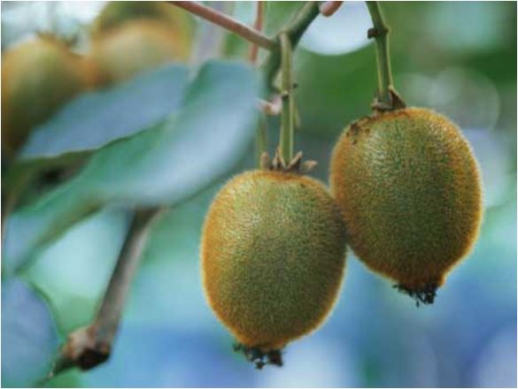 Kiwi fruits are a Chinese import. NZ has much to be grateful for.