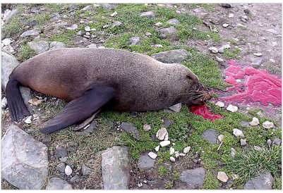 Point Kean seal killed by hoons with paintball gun