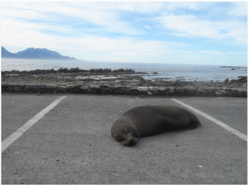 Point Kean seal pups slaughtered