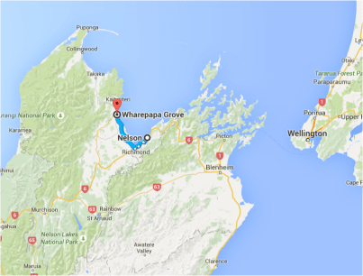 Wharepapa Grove