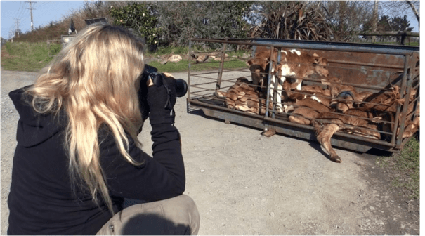 NZ dairy cruelty