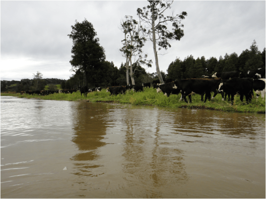 cows-in-the-waikato-river